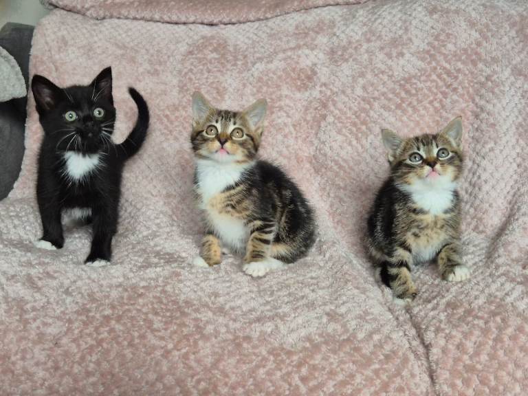 Friendly fluffy kittens