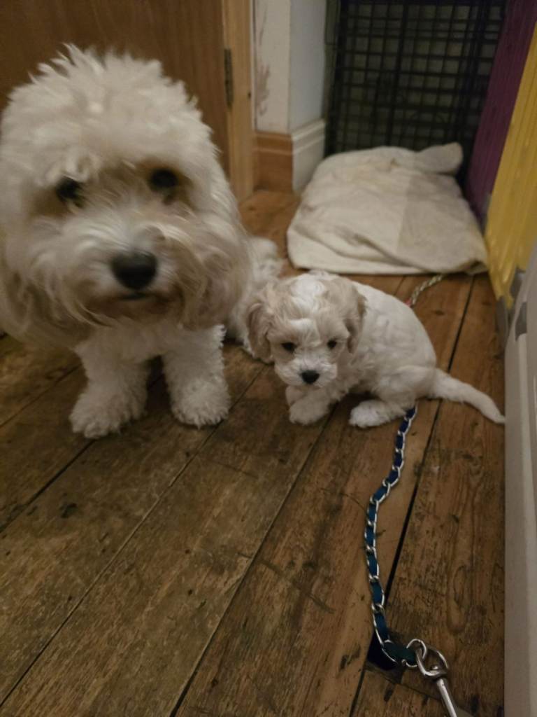 image for Cavapoochon puppy