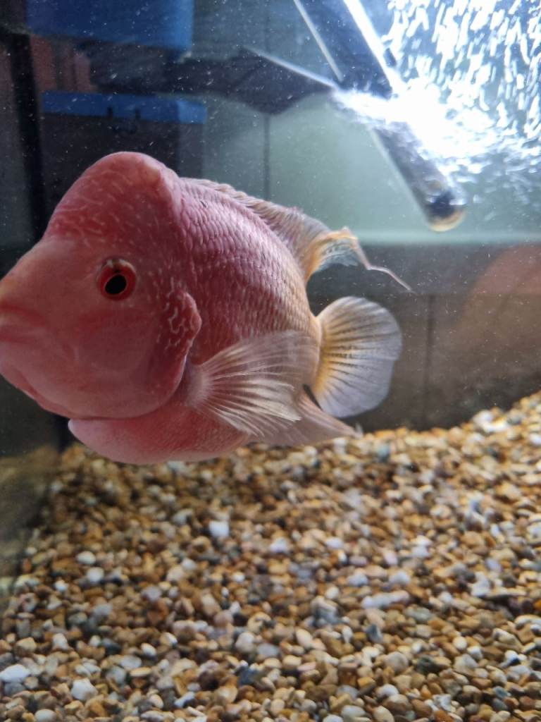 Flowerhorn Fish