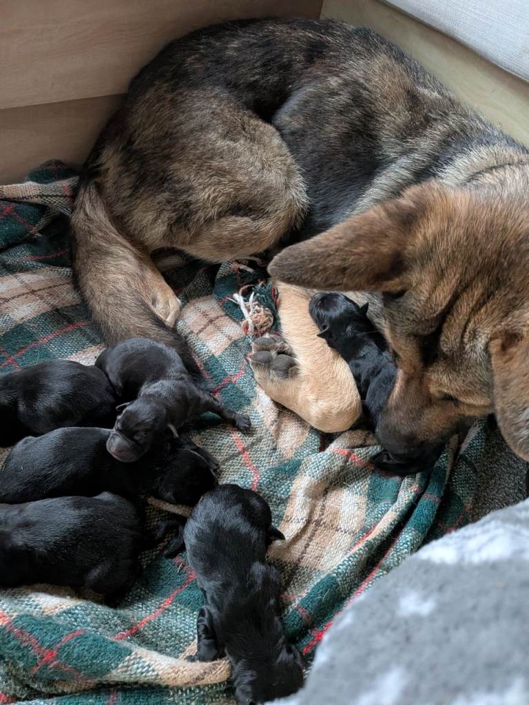 Puppys