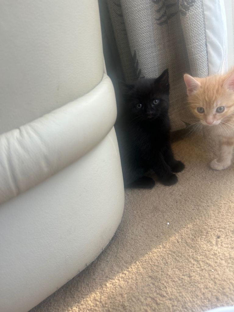 Baby cat 