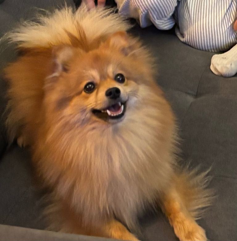 2-year-old Pomeranian looking for a new home