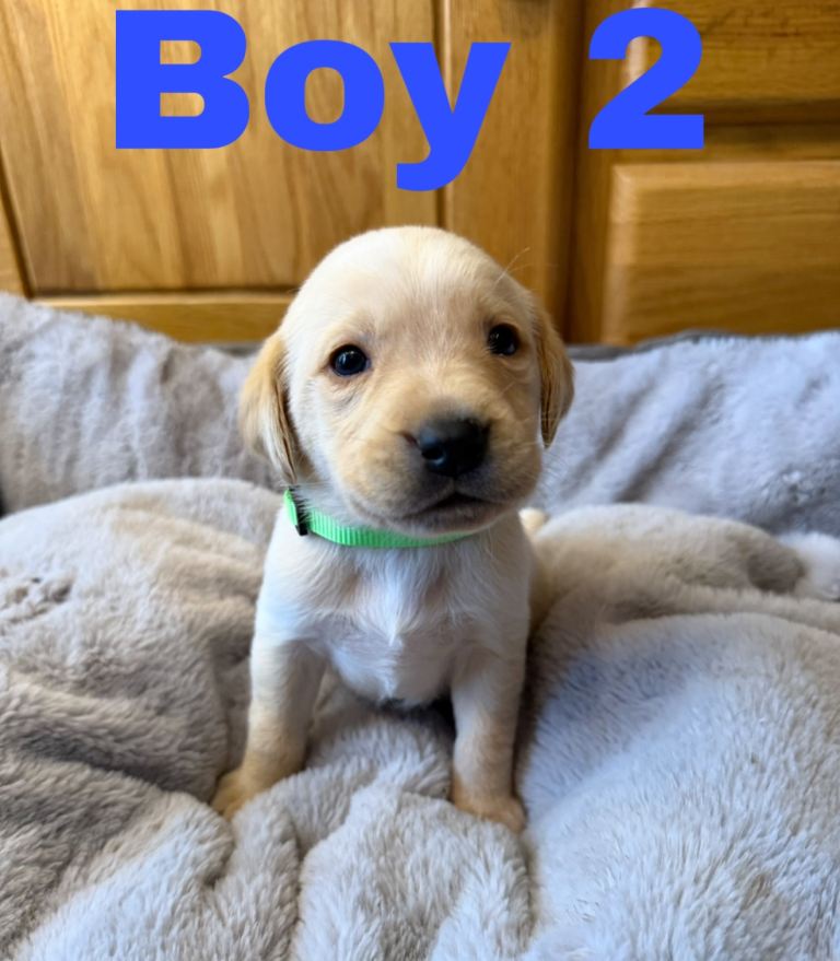Lovely Purebred Labrador Puppies