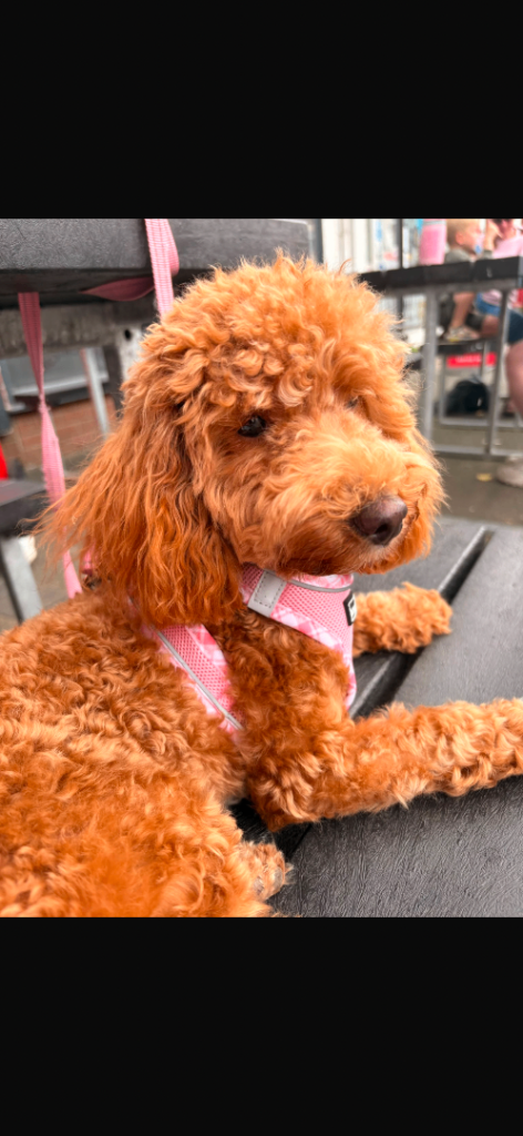 Cavapoo