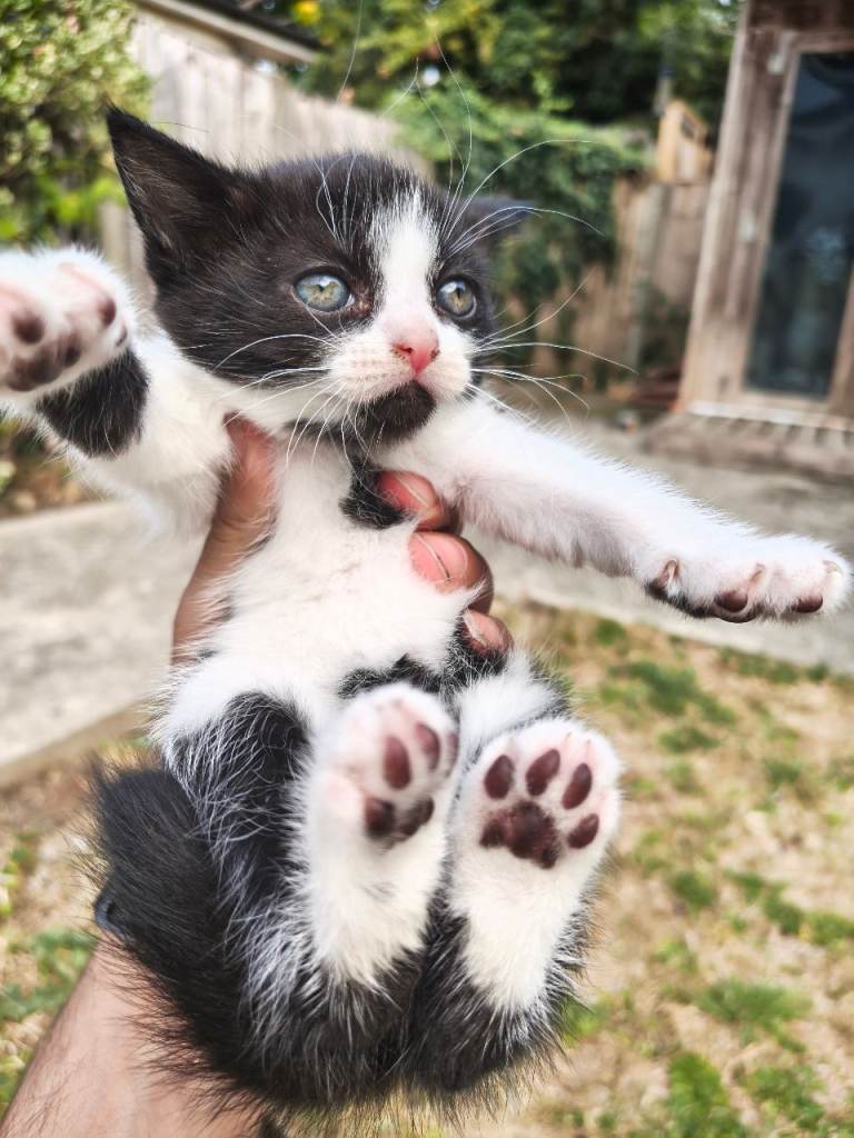 4 lovely kittens looking for loving home