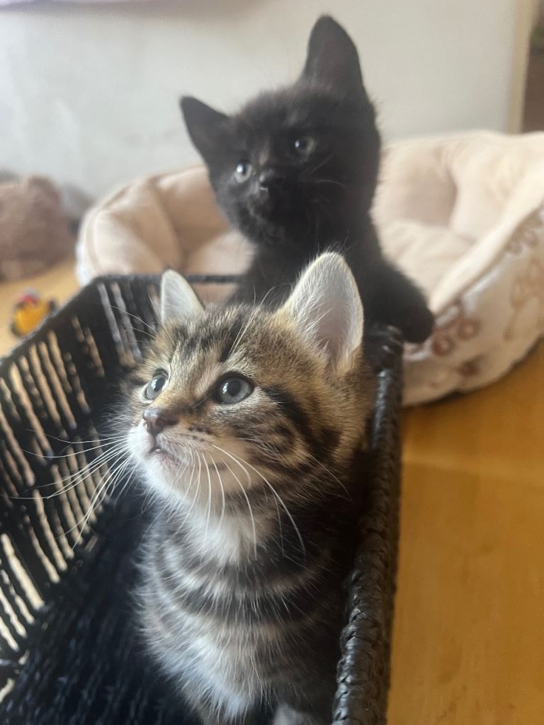 Three Beautiful Female Kittens – One Black and Two Tabby 🐈‍⬛🐈‍⬛🐈‍⬛