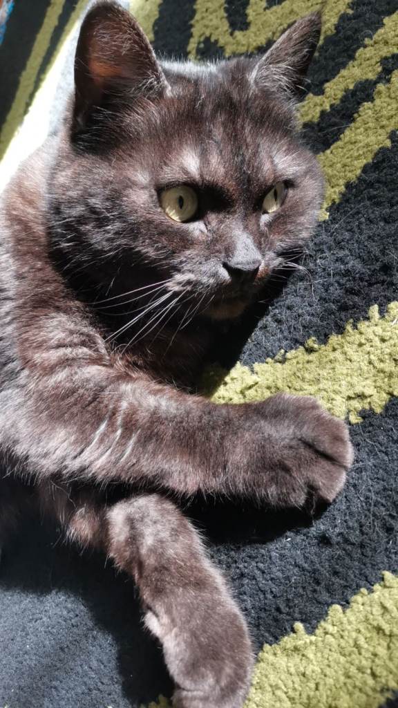Cat for Rehoming. 