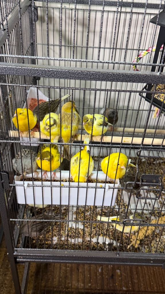 Canaries 