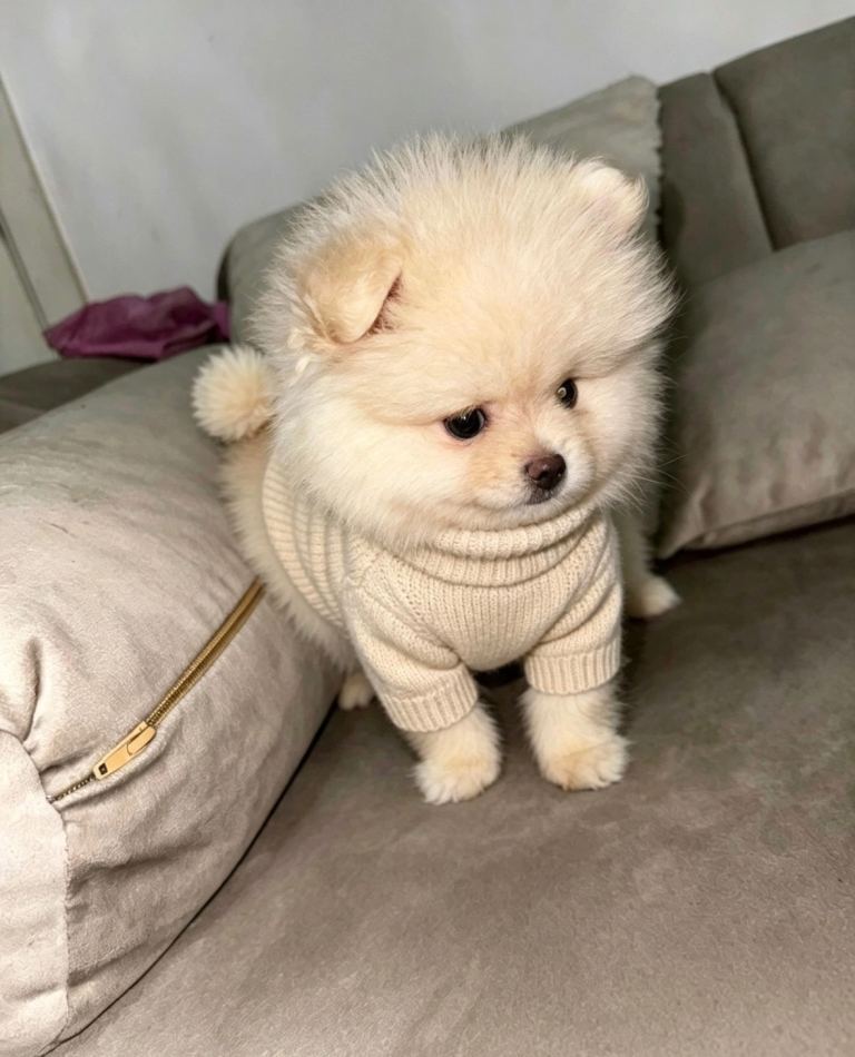 pomeranian puppy
