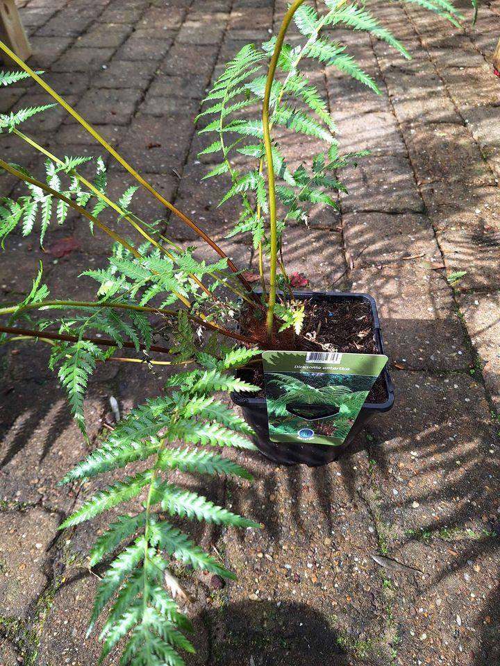 Tree Fern Dicksonia Antarctica Plant