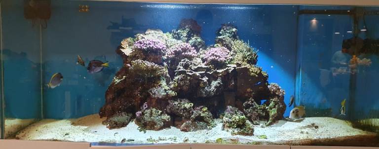 STUNNING 7ft Complete Reef Marine Aquarium for Sale