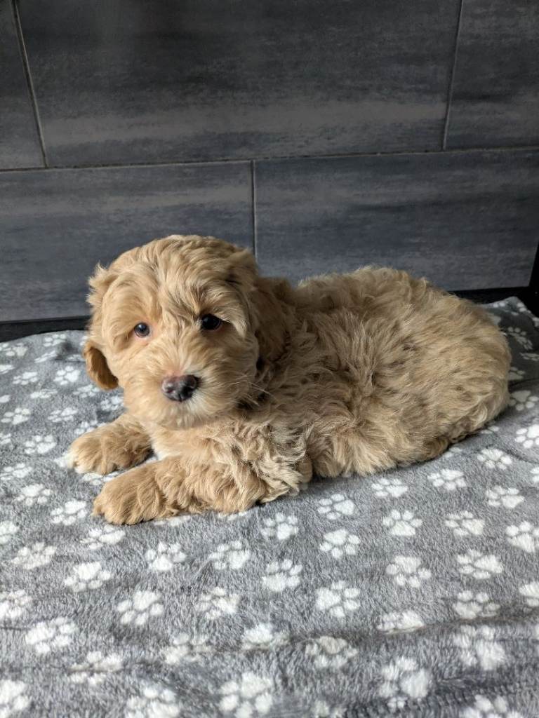 TEDDY BEAR Lhasa poo
