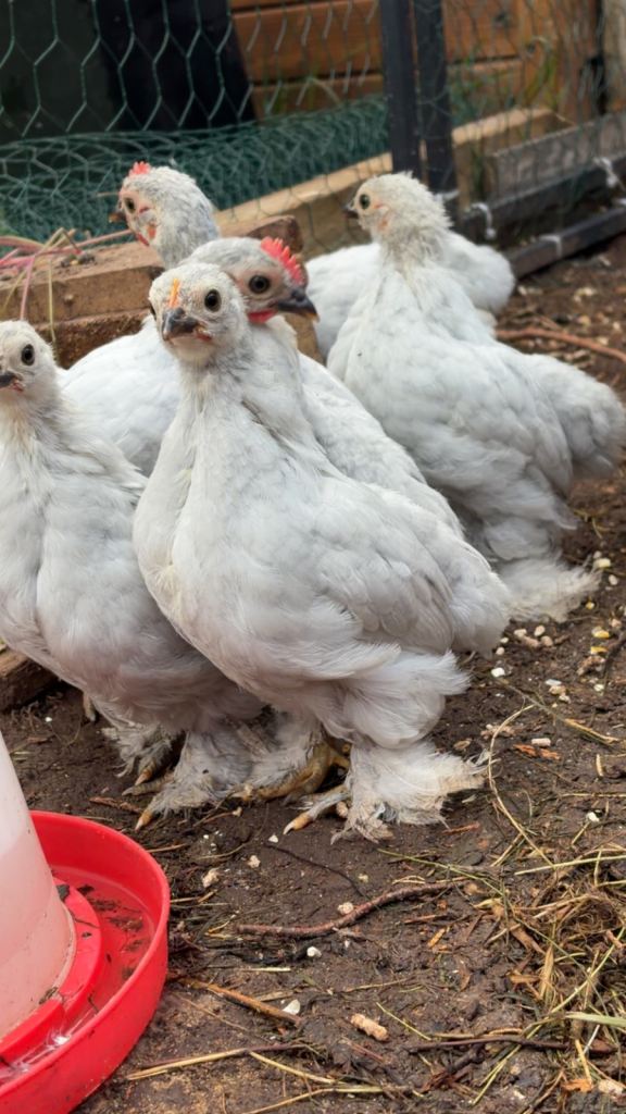Lavender pekins 