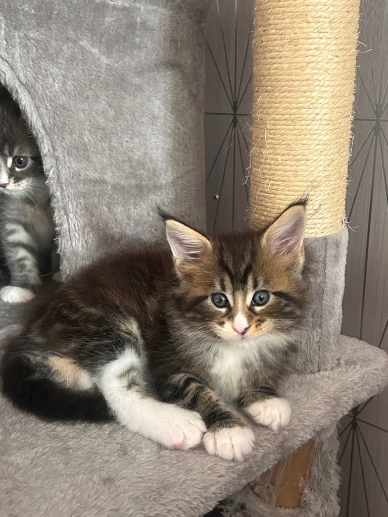 Beautiful Maine Coon Kittens