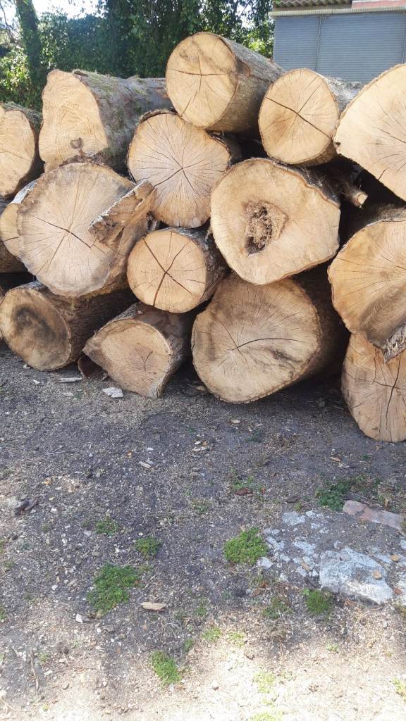 Logs for wood burner 