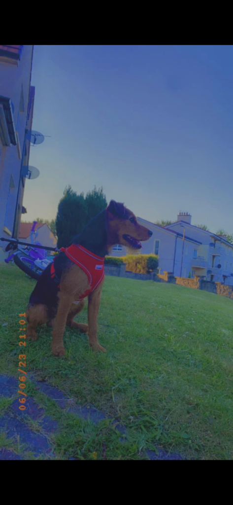 4 year old patterdale