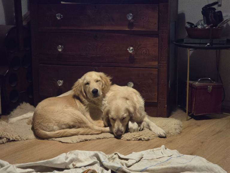 Male puppy Golden Retriever 