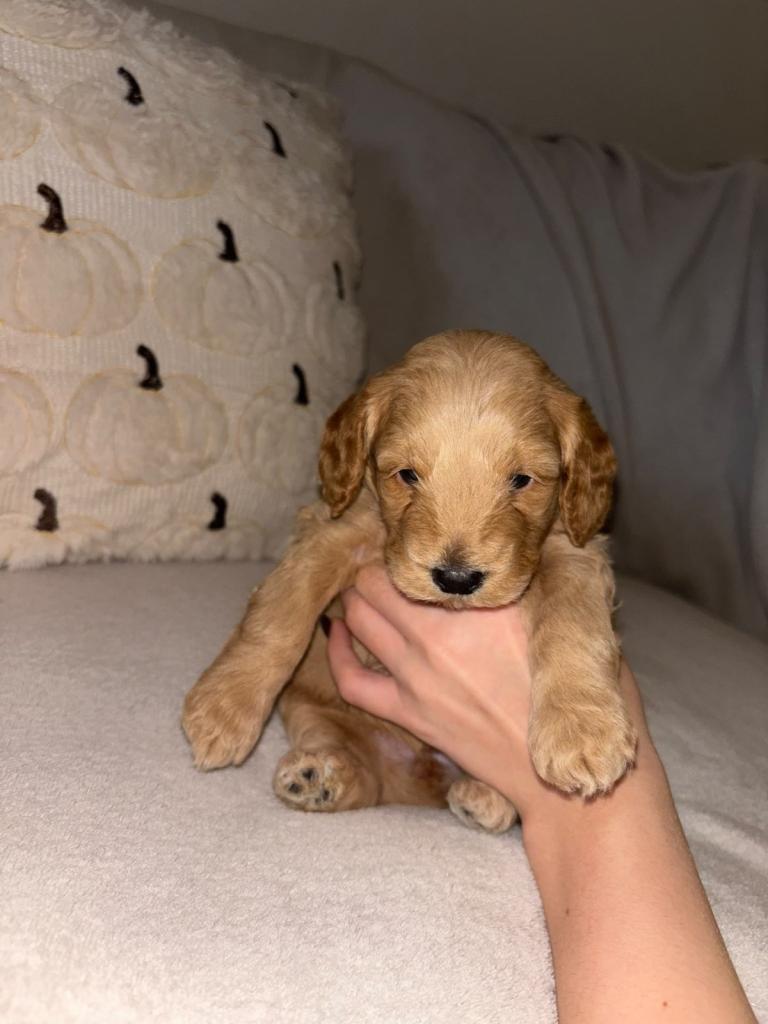 Maltipoo puppies F1b