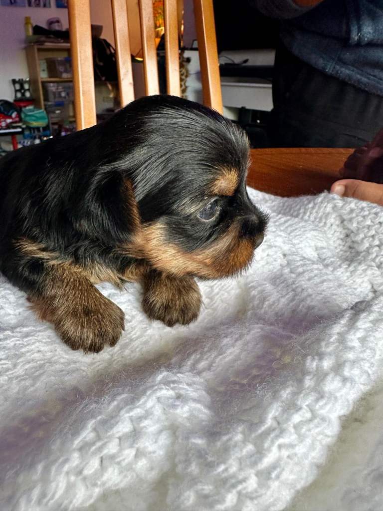 Purebred Yorkshire Terrier Puppies (Yorkie) - available 