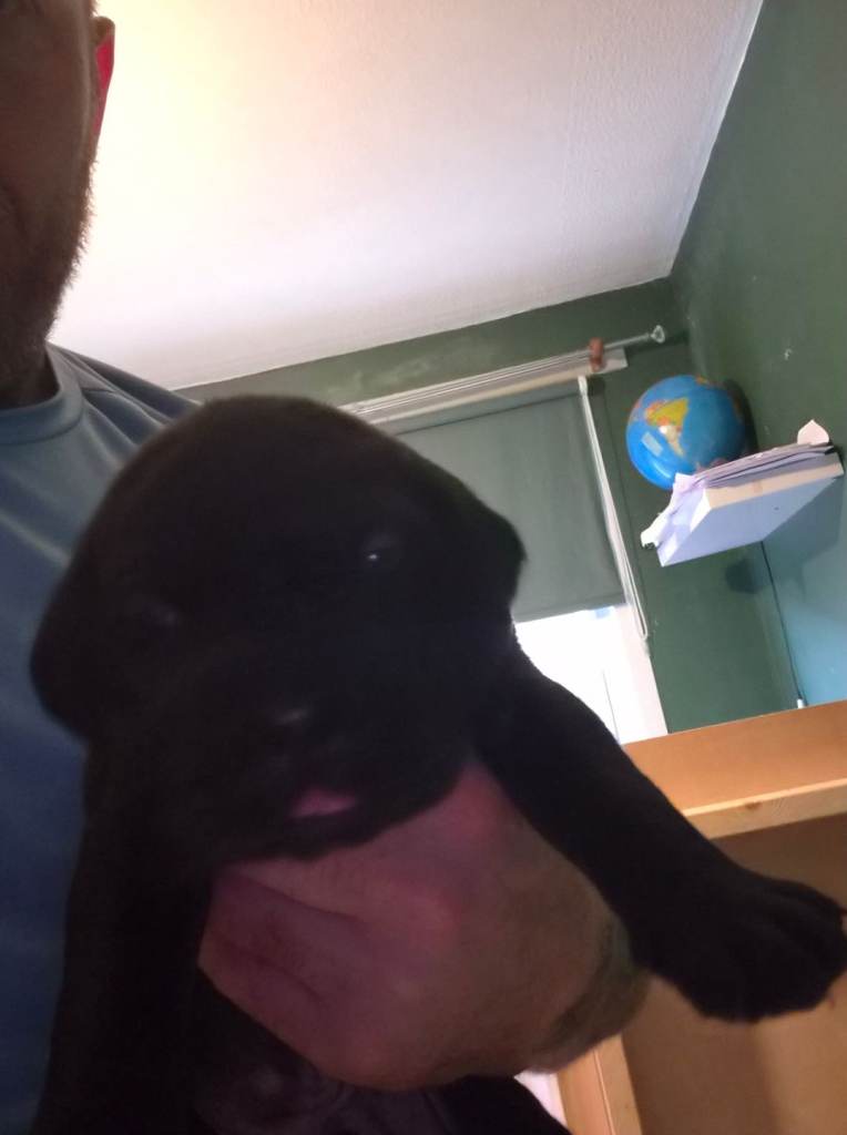 Cane corso pups 