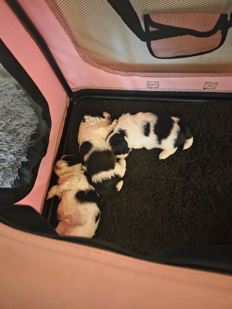 Black and white boy shitzu puppies 🐶 