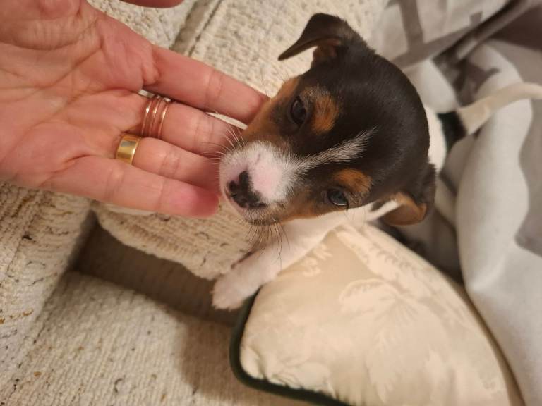 Jack russell puppies for sale. 3