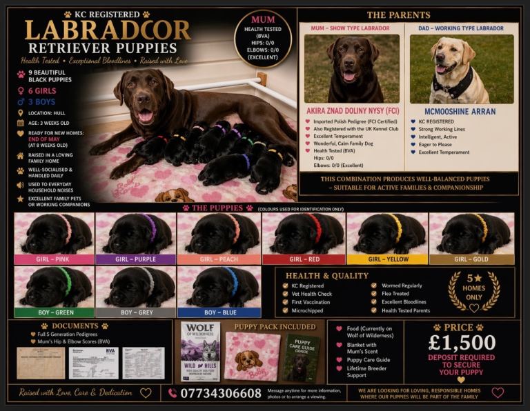 LABRADOR RETRIEVER PUPPIES – HEALTH TESTED