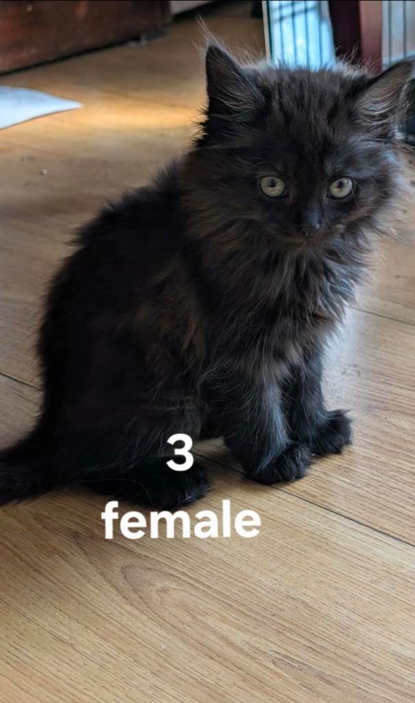 Kittens for sale
