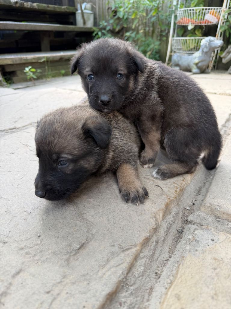 Gorgeous German shepherd pups 