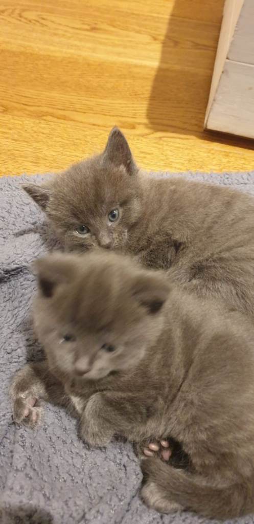 Beautiful grey tabby kittens, med. Hair, M & F