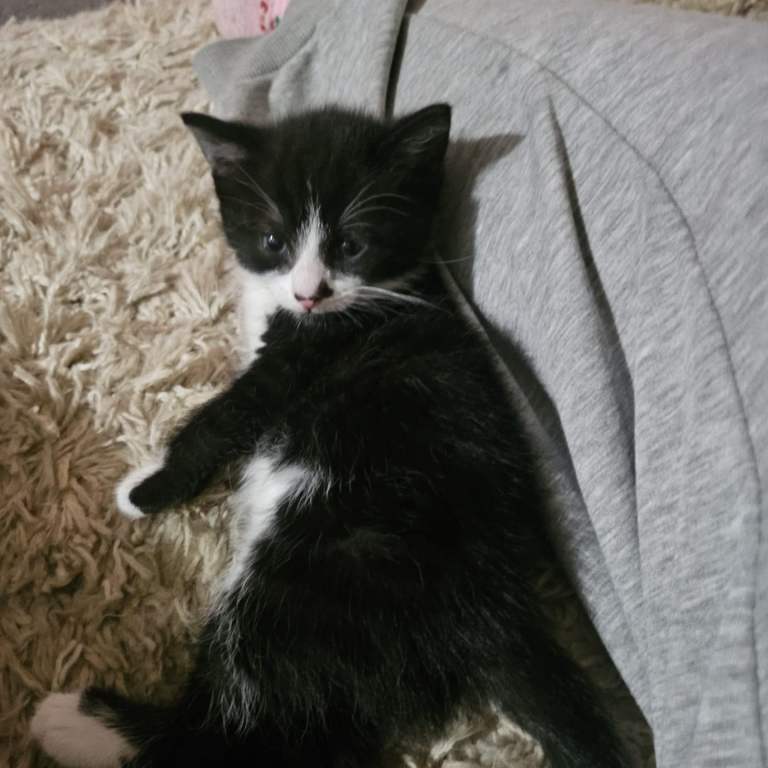 KITTENS FOR SALE