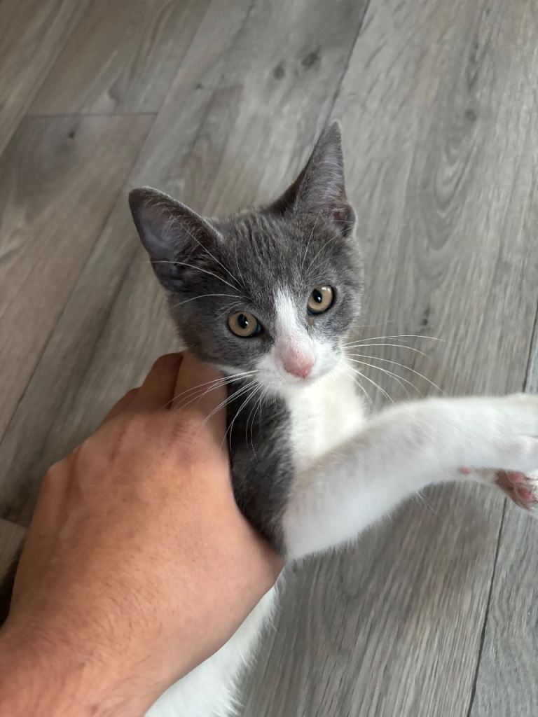 British Shorthair Grey And White Kitten