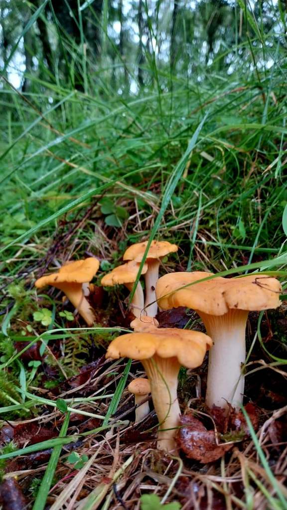 Wild Mushrooms Wanted 