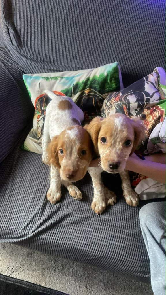 2 boy cocker spaniels 
