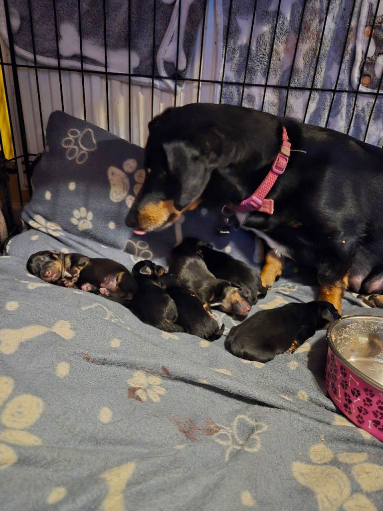 Dachshund cross puppies for sale