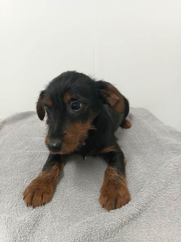 Beautiful little puppys they will always keep you entertained 