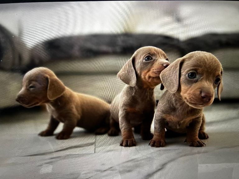 Golden Lilac Smooth Coat Miniture Dachshund Puppies for sale 