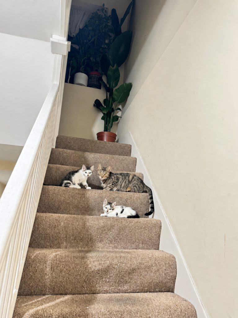  Loving Mother Cat & Kitten Looking for Forever Home 🐾