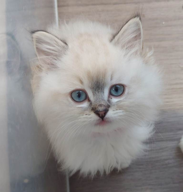 Lovely Ragdoll kittens raised in family home.