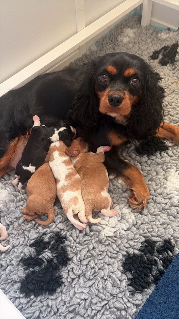 Beautiful cavalier king Charles spaniel puppies 