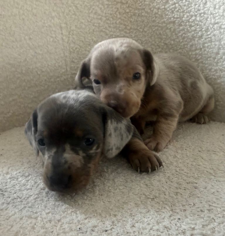 Good afternoon here I have had a beautiful litter of miniature dachshunds.