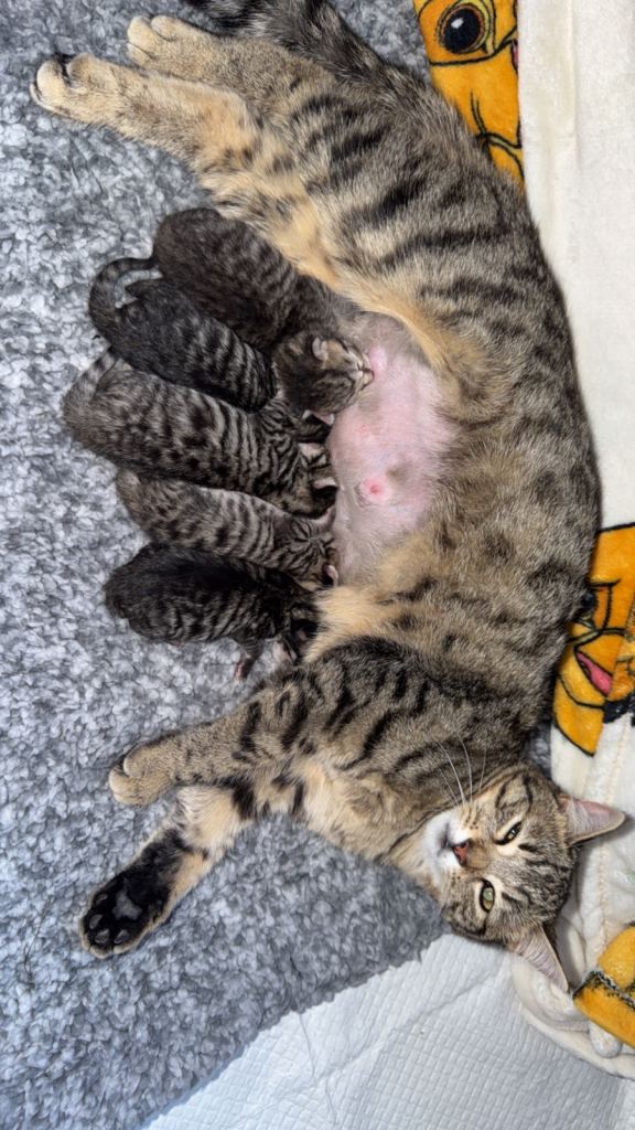 Litter of kittens 