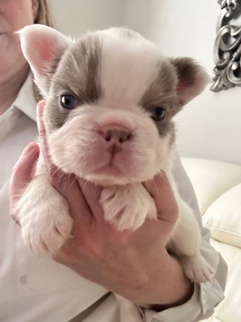 New shade fluffy French bulldog