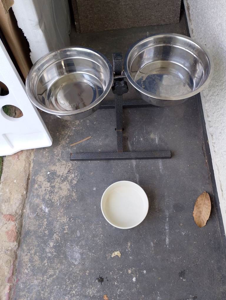 Dog feeder 3 months old 