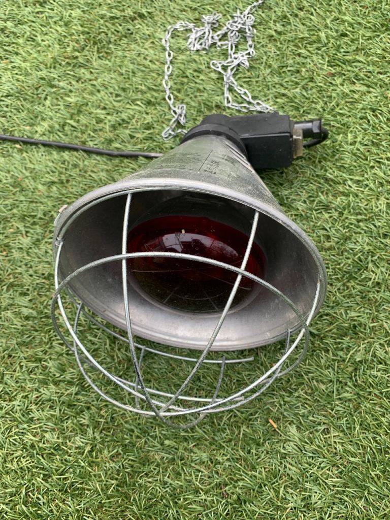 Heat lamp for chicks