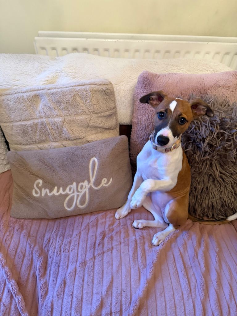 Lurcher pup (Lady)