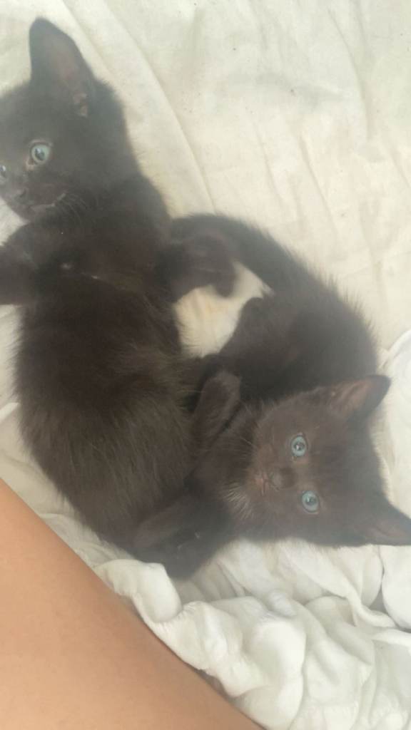 2 male kittens