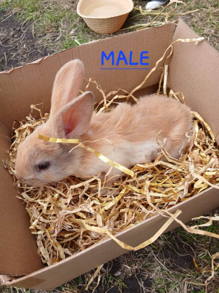 Mini lop cross babies 