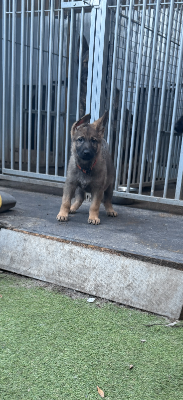 🐾 Beautiful German shepherd puppies 🐾