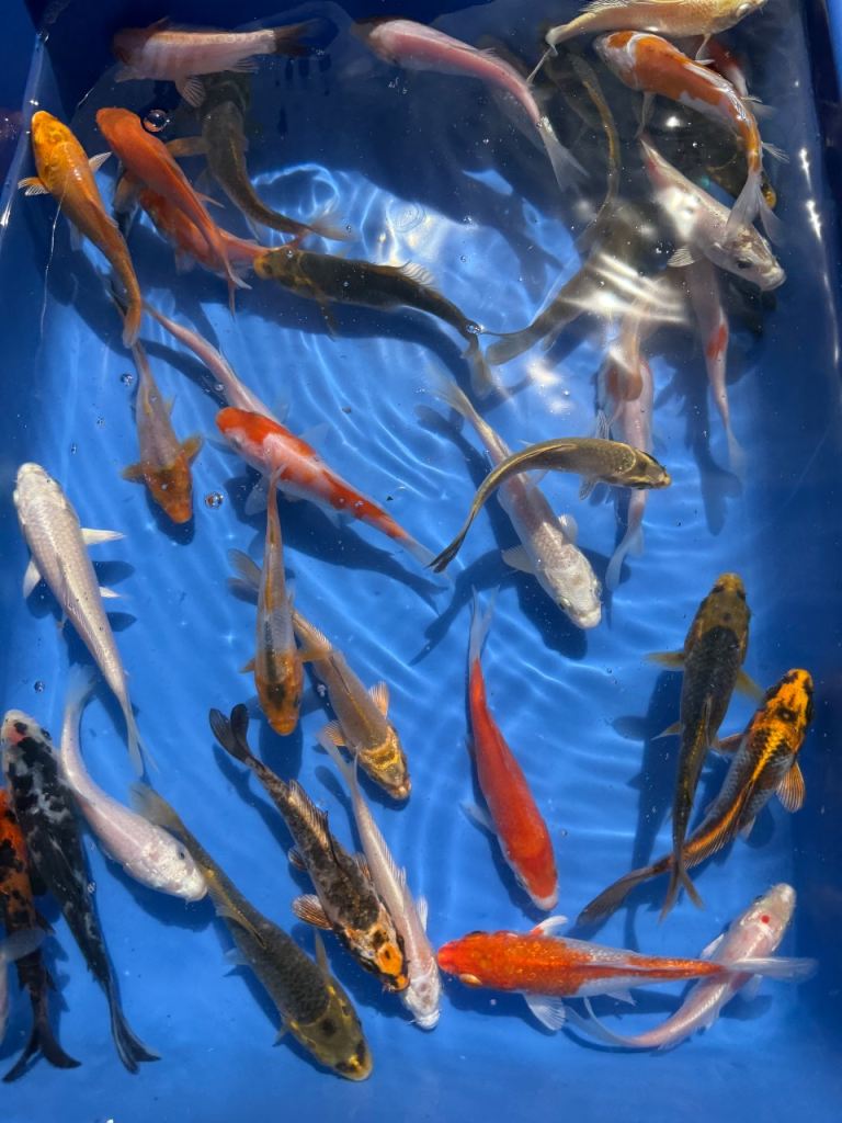 3-4” Koi Carp